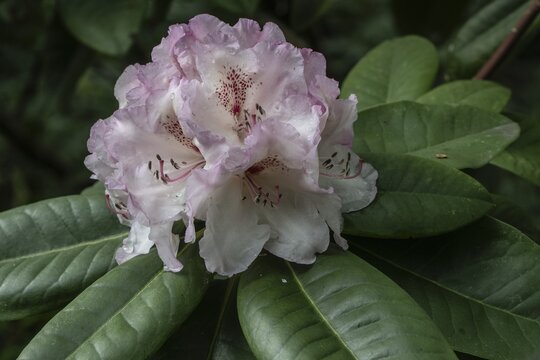 Rhododendron blossom (Rhododendron Simona), Lower Saxony, Germany