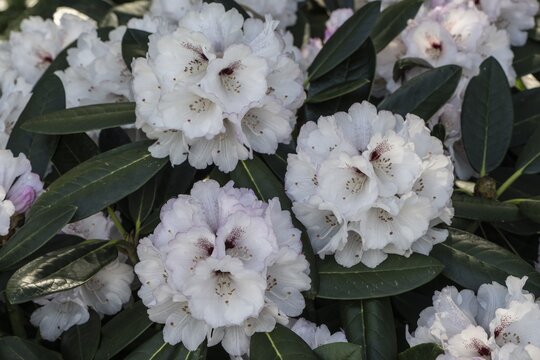 Rhododendron blossom (Rhododendron Great Dane), Lower Saxony, Germany