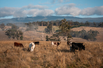 beautiful cattle in Australia eating grass, grazing on pasture. Herd of cows free range beef being regenerative raised on an agricultural farm. Sustainable farming of food crops. fat Cow in field