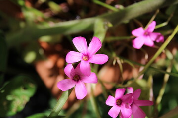 Pink Sorrel, Oxalis articule, Rosaroter Sauerklee, Acetosella rizomatosa, Azedinha, Vinagrillo rosado, Oxalis articulata, Oxalidaceae