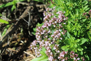 Sweet marjoram, Marjolaine, Majoran, Maggiorana, Manjerona, Mejorana, Origanum majorana, Lamiaceae