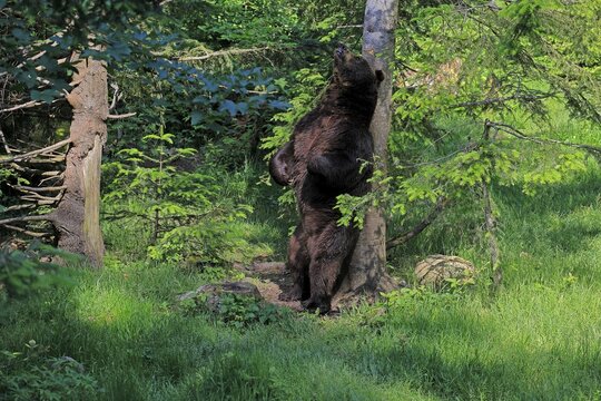 Eurasian brown bear (Ursus arctos arctos), adult, female, on a tree, scratching herself, grooming, in summer, Bavarian Forest National Park, Germany