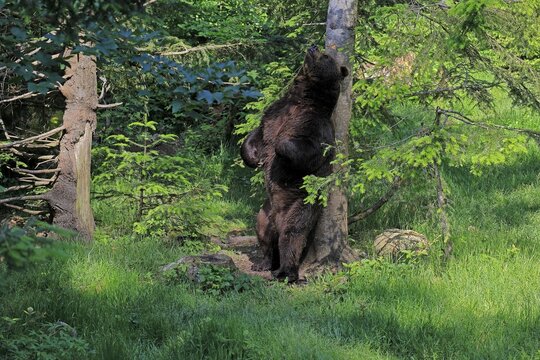 Eurasian brown bear (Ursus arctos arctos), adult, female, on a tree, scratching herself, grooming, in summer, Bavarian Forest National Park, Germany