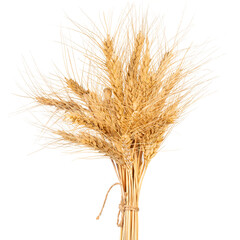 Wheat sheaves gathered in a bundle for autumn harvest decoration at a rural farm