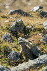 Aufmerksames Murmeltier am Bau