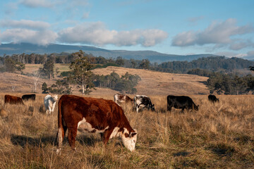 Obraz premium beautiful cattle in Australia eating grass, grazing on pasture. Herd of cows free range beef being regenerative raised on an agricultural farm. Sustainable farming of food crops. fat Cow in field