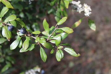 Blackthorn, Prunellier, Schlehdorn, Prugno selvatico, Abrunheiro, Endrino - Prunus spinosa - Rosaceae
