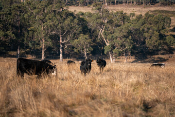 beautiful cattle in Australia eating grass, grazing on pasture. Herd of cows free range beef being regenerative raised on an agricultural farm. Sustainable farming of food crops. fat Cow in field