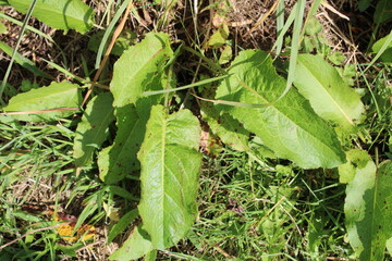 Broadleaf dock, Rumex a feuilles obtuses, Grindampfer, Romice a foglie lunghe, Língua de vaca, Lengua de vaca - Rumex obtusifolius - Polygonaceae