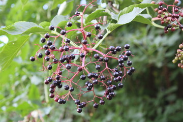 Elderberry, Black elder, European elder, Sureau noir, Holunder, Sambuco nero, Sabugueiro, Sauco - Sambucus nigra - Adoxaceae