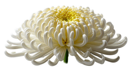 Chrysanthemum in Bloom: An exquisite, close-up of a pristine chrysanthemum, its delicate, layered petals unfurling to reveal a heart of golden hue, radiating a sense of natural elegance and serenity.