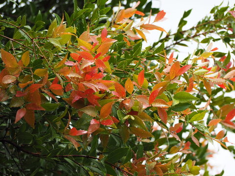 Close-up of Australian Rose Apple wet with rain or dew has brown-red young leaves. Pucuk Merah trees (Brush Cherry, Creek Lilly Pilly, Creek Satinash) shrubs that popularly planted. Lanceolate and red