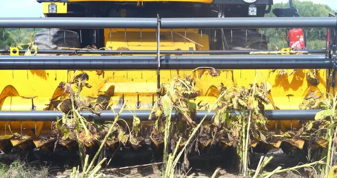 Combine harvester harvesting sunflower seeds