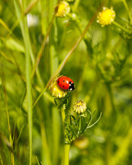 Closeup of Ladybug on flower and green background
