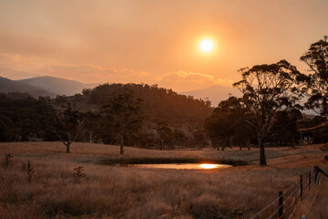 beautiful gum Trees and shrubs in the Australian bush forest. Gumtrees and native plants growing in Australia in spring