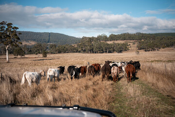 Obraz premium Stud beef cows in a field on a farm in England. cattle in a meadow grazing on pasture in springtime. Green grass growing in a paddock on a sustainable agricultural ranch