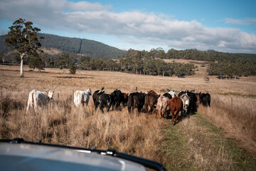 Obraz premium Stud beef cows in a field on a farm in England. cattle in a meadow grazing on pasture in springtime. Green grass growing in a paddock on a sustainable agricultural ranch