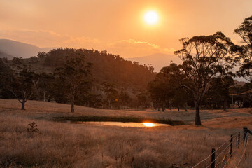 beautiful gum Trees and shrubs in the Australian bush forest. Gumtrees and native plants growing in Australia in spring