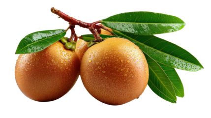 Fresh Sapodilla Fruit: Discover the exquisite taste and vibrant freshness of sapodilla fruits, perfectly showcased with dewdrops and leafy branches, a tantalizing capture of nature's sweetness.