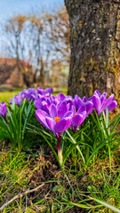 Purple Crocus Flower Close-Up – Spring Bloom Background