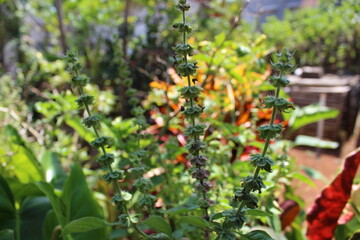 red berries of a plant