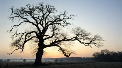 Silhouetted tree against a sunrise sky reflecting natures beauty