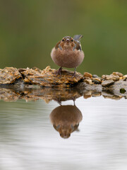 Chaffinch, Fringilla coelebs