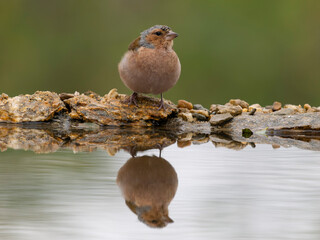 Chaffinch, Fringilla coelebs