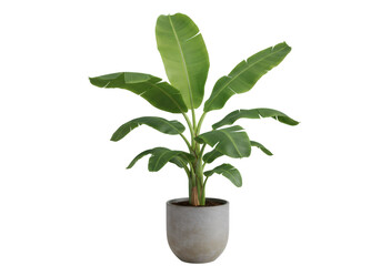 透明背景に配置された緑の葉を持つ鉢植えの観葉植物 庭の装飾用の明るい色の自然な木のクローズアップビュー