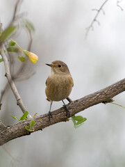 Obraz premium Common redstart, Phoenicurus phoenicurus