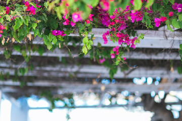 サントリーニの美しい街並み