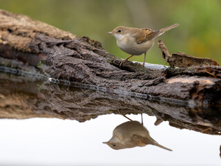 Common whitethroat, Curruca communis