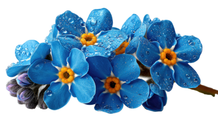 Serene Forget-Me-Nots: A close-up showcases vibrant blue Forget-Me-Nots, their delicate petals glistening with water droplets, offering a refreshing sense of nature's simplicity and elegance.