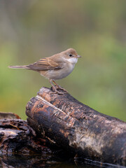 Common whitethroat, Curruca communis