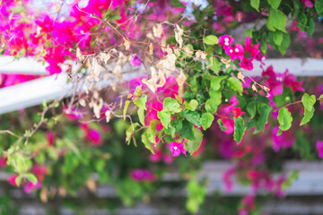 サントリーニの美しい街並み