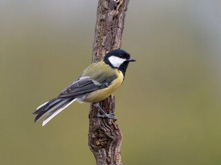 Great tit, Parus major