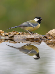 Great tit, Parus major