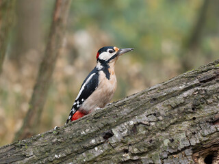 Great-spotted woodpecker, Dendrocopos major
