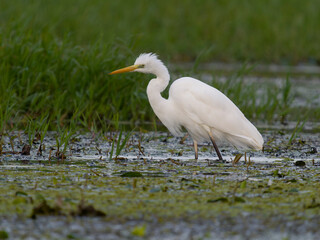 Great-white egret, Ardea alba