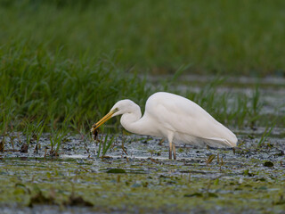 Great-white egret, Ardea alba
