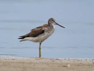 Greenshank, Tringa nebularia