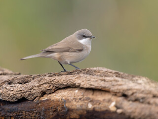 Lesser whitethroat, Curruca curruca