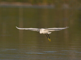 Little egret, Egretta garzetta,