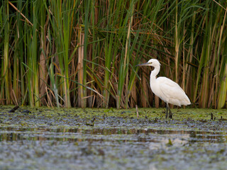 Little egret, Egretta garzetta,
