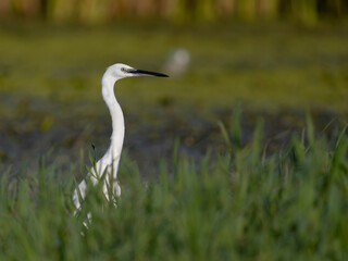 Obraz premium Little egret, Egretta garzetta,
