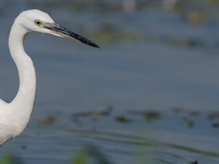 Little egret, Egretta garzetta,