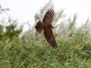 Marsh harrier, Circus aeruginosus