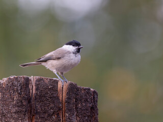 Marsh tit, Poecile palustris