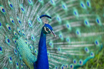 Obraz premium peacock, bird, animal, blue, head, feather, nature, feathers, peafowl, beautiful, colorful, green, beauty, plumage, wildlife, beak, zoo, portrait, tail, color, closeup, bright, pheasant, eye, neck