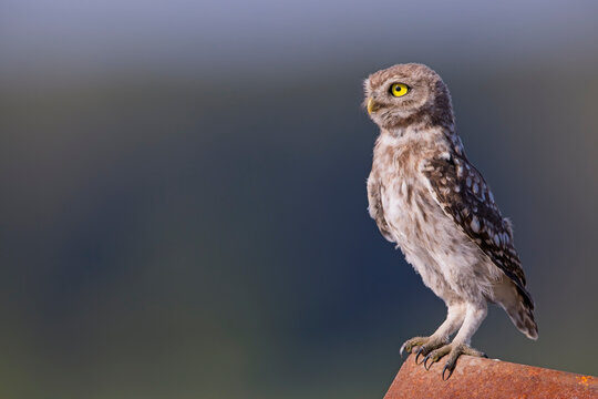 Steinkauz (Athene noctua) &ndash; kleiner Kauz mit gelben Augen auf Sitzwarte, Wildvogel in nat&uuml;rlicher Umgebung, Wildlife Fotografie mit Bokeh Hintergrund